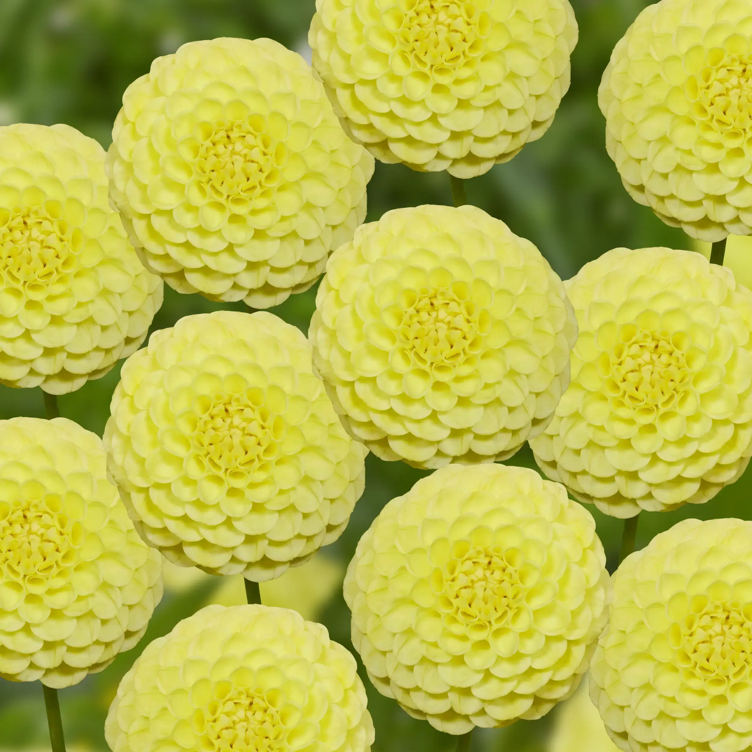 ★hai★ Dahlia Bag Light Yellow Dahlia Korb Yellow Hy-Light — GOLDENROD GARDENS